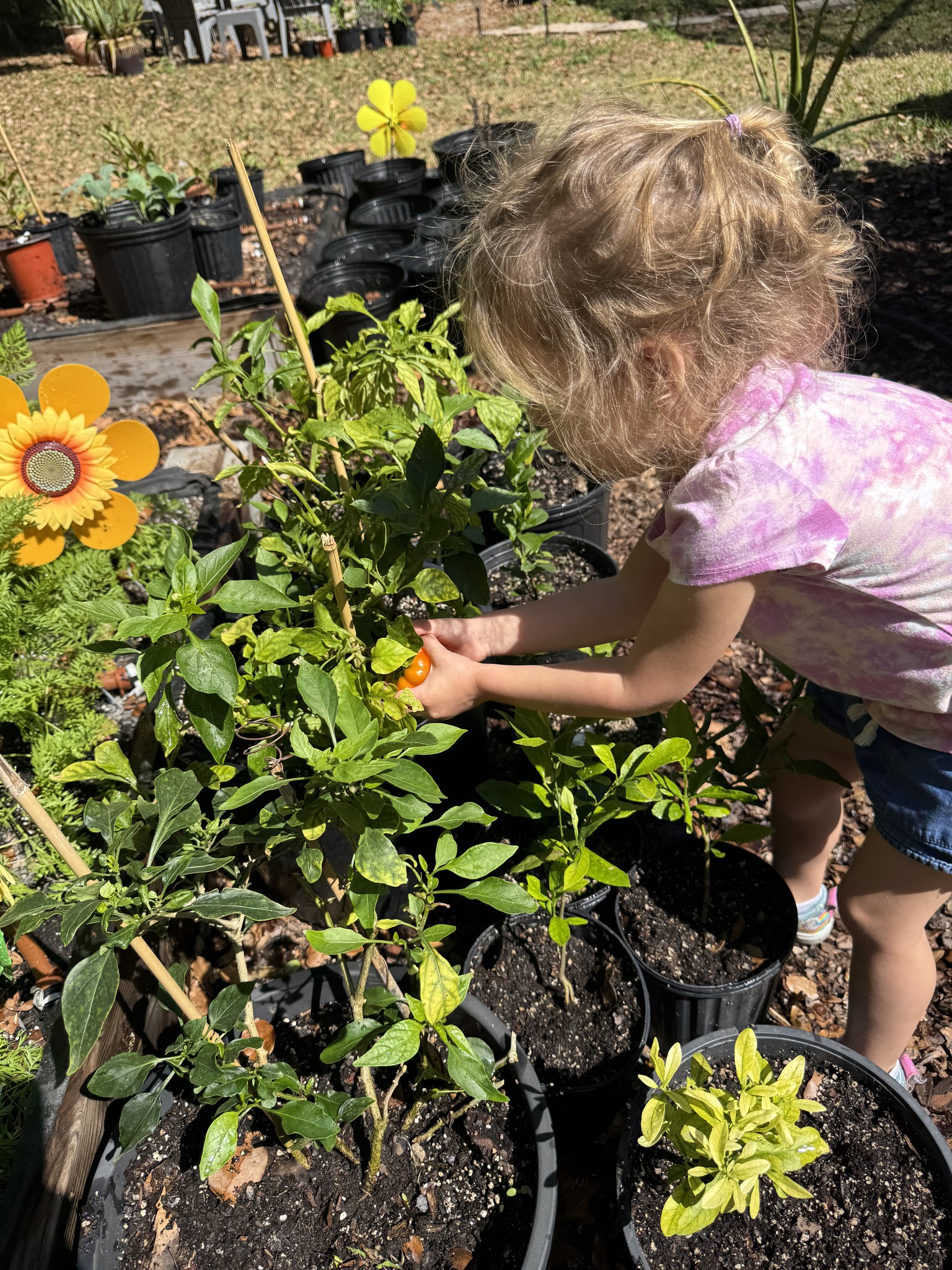 Child tending to plants in the school garden